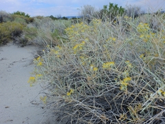 Tetradymia tetrameres