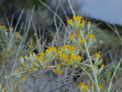 Tetradymia tetrameres
