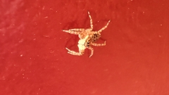 Menemerus semilimbatus