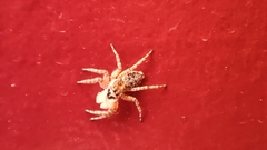 Menemerus semilimbatus