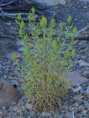 Cordylanthus ramosus