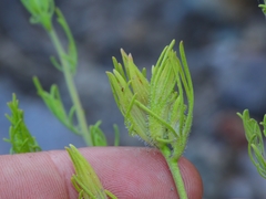 Cordylanthus ramosus