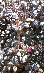 Austropuccinia psidii image