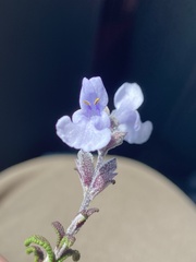 Salvia brandegeei