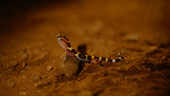 Coleonyx nemoralis