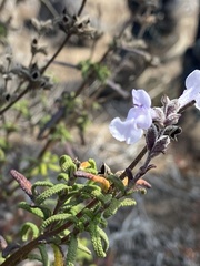 Salvia brandegeei