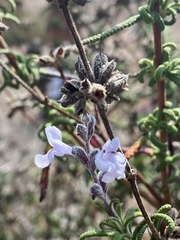 Salvia brandegeei