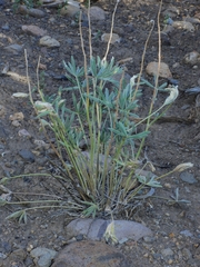 Lupinus nevadensis