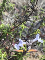 Salvia brandegeei