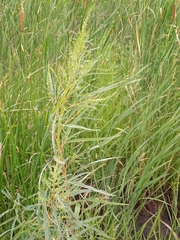 Amaranthus cannabinus