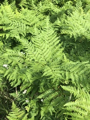 Pteridium aquilinum image