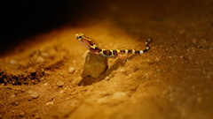 Coleonyx nemoralis