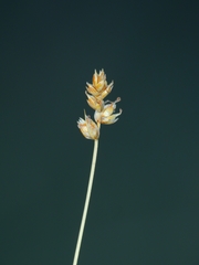 Carex vallicola