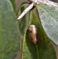 Paropsisterna m-fuscum