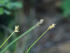 Carex vallicola