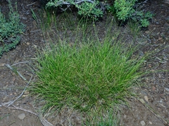 Carex vallicola