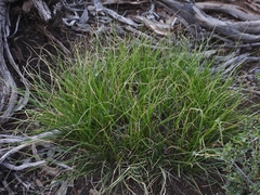 Carex vallicola