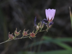 Sidalcea multifida