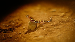Coleonyx nemoralis