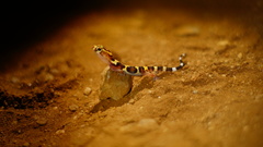 Coleonyx nemoralis