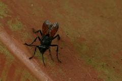 Sphex caliginosus