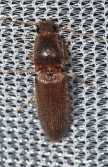 Athous cucullatus