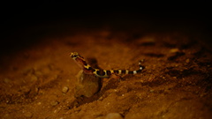Coleonyx nemoralis