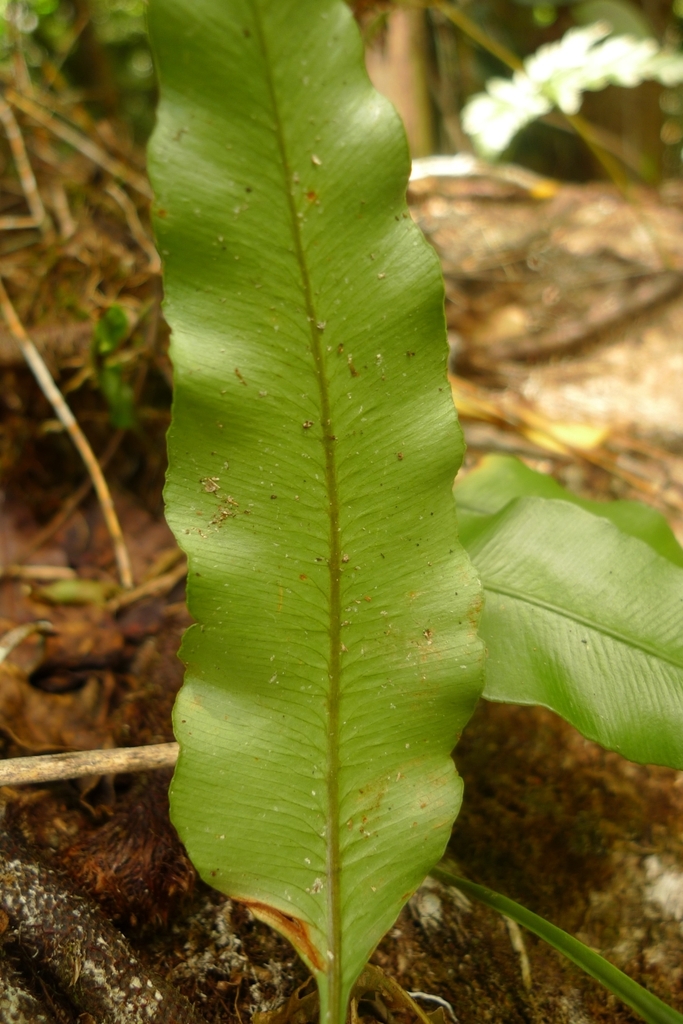 Davallia heterophylla (Davallia heterophylla)
