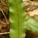 Davallia heterophylla - Photo (c) Leon Perrie, algunos derechos reservados (CC BY-NC-SA), subido por Leon Perrie