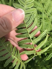 Pteridium aquilinum image