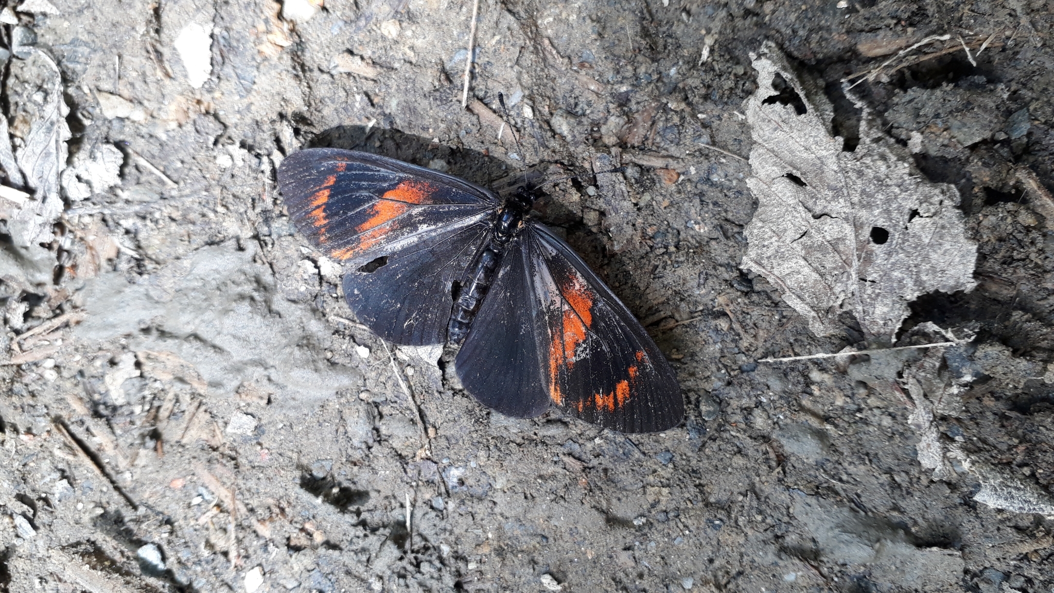 Acraea tenebrarum image