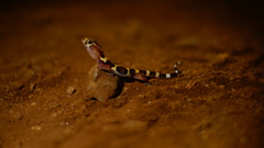 Coleonyx nemoralis