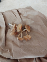 Pseudosperma friabile
