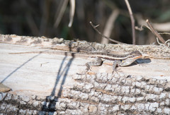 Sceloporus variabilis marmoratus