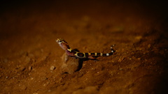 Coleonyx nemoralis
