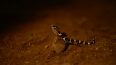 Coleonyx nemoralis
