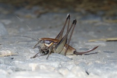 Eupholidoptera megastyla