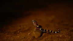 Coleonyx nemoralis