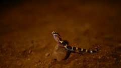 Coleonyx nemoralis