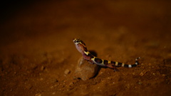Coleonyx nemoralis