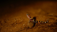 Coleonyx nemoralis