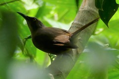 Cinclocerthia ruficauda