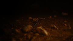 Coleonyx nemoralis