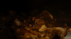 Coleonyx nemoralis