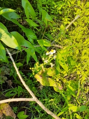 Sagittaria brevirostra