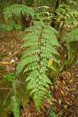 Asplenium laserpitiifolium