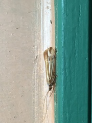 Limnephilus ornatus
