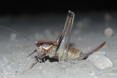 Eupholidoptera megastyla