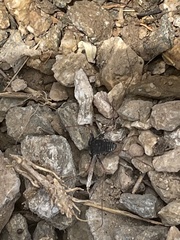 Paraphrynus carolynae