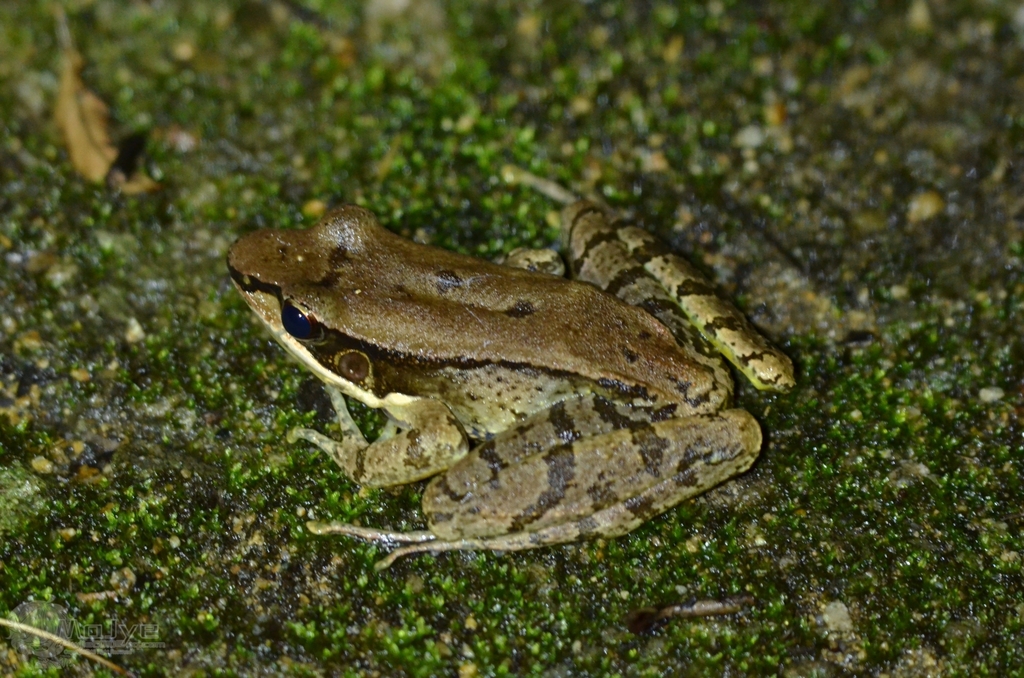 Bamboo-leaf Frog